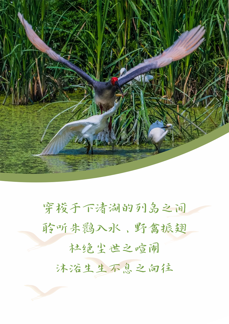 心心想廿 相伴bevictor伟德 | 与德清相约 贺廿载生日